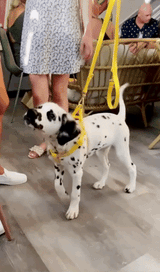 Bolt Waterproof Step In Dog Harness