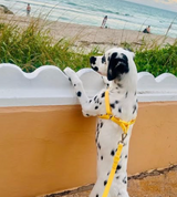Bolt Waterproof Step In Dog Harness