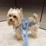 Harness, Collar and Leash Set Cobalt