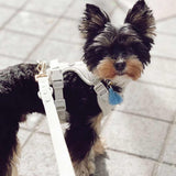 Harness, Collar and Leash Set Ivory