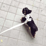 Harness, Collar and Leash Set Ivory