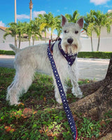American Dream Dog Harness - Urbana Pet Boutique