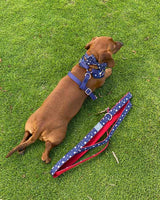 American Dream Dog Walk Set | Urbana Pet Boutique