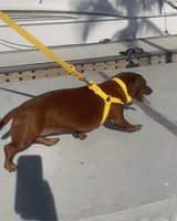 Yellow Bolt Waterproof Step In Dog Harness | Urbana Pet Boutique