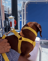 Yellow Bolt Waterproof Dog Collar | Urbana Pet Boutique