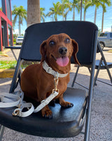 Grey Ivory Waterproof Dog Collar | Urbana Pet Boutique | Smart Dog Accessories