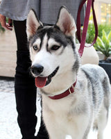 Merlot Dog Collar | Urbana Pet Boutique