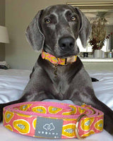 Papaya Madness Dog Collar | Urbana Pet Boutique