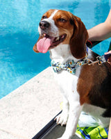 Tropical Jungle Dog Leash | Urbana Pet Boutique