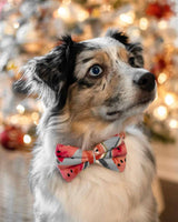 Watermelon Sugar Dog Collar | Urbana Pet Boutique