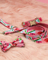 Watermelon Sugar Dog Collar | Urbana Pet Boutique