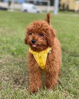 Bolt Vest Dog Harness | Urbana Pet Boutique | Smart Vest Dog Harness