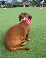 Cotton Candy Dog Bow Tie | Urbana Pet Boutique