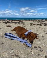 Riviera Beach Dog Bow Tie | Urbana Pet Boutique