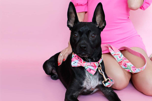 How to choose the right collar zie for your dog