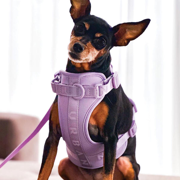 Urbana Pet Boutique | Dog Vest Harness Lavender