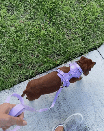 Lavender Vest Dog Harness | Urbana Pet Boutique