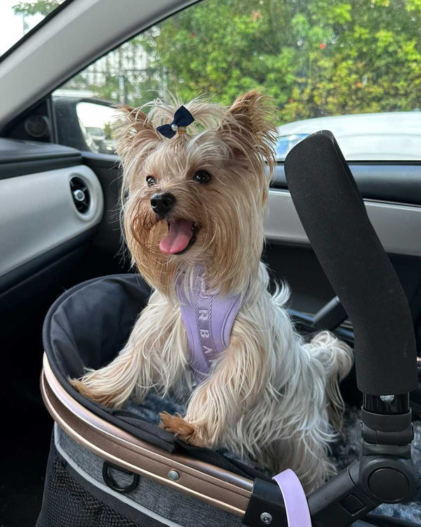 Lavender, Purple Vest Dog Harness_Urbana Pet Boutique_Smart Dog Harness