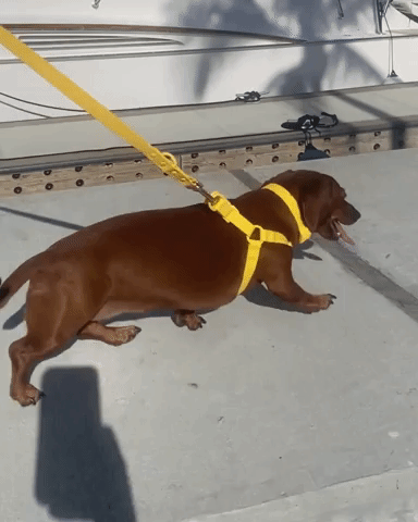 Yellow Bolt Waterproof Step In Dog Harness | Urbana Pet Boutique