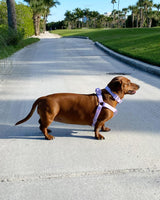 Lavender Lilac Purple Waterproof Step-In Dog Harness | Urbana Pet Boutique