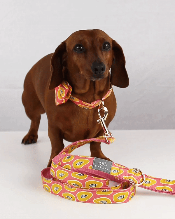 Papaya Madness Dog Collar | Urbana Pet Boutique