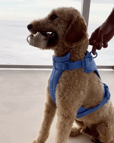 Blue Cobalt Vest Dog Harness | Urbana Pet Boutique
