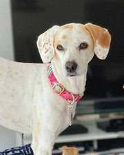 Watermelon Sugar Dog Collar | Urbana Pet Boutique