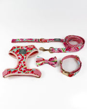 Watermelon Sugar Dog Collar | Urbana Pet Boutique