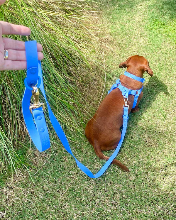 Cobalt Waterproof Dog Leash | Urbana Pet Boutique