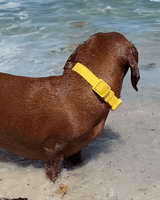 Yellow Bolt Waterproof Dog Collar | Urbana Pet Boutique