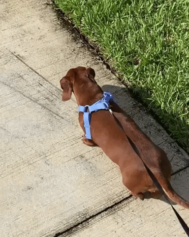 Blue Cobalt Waterproof Step-In Dog Harness | Urbana Pet Boutique