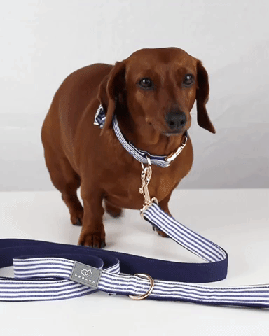 Riviera Dog Collar_Urbana Pet Boutique