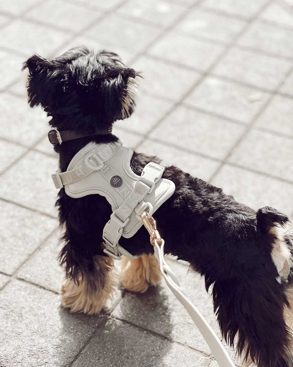 Ivory Vest Dog Harness | Urbana Pet Boutique | Dog Smart Harness