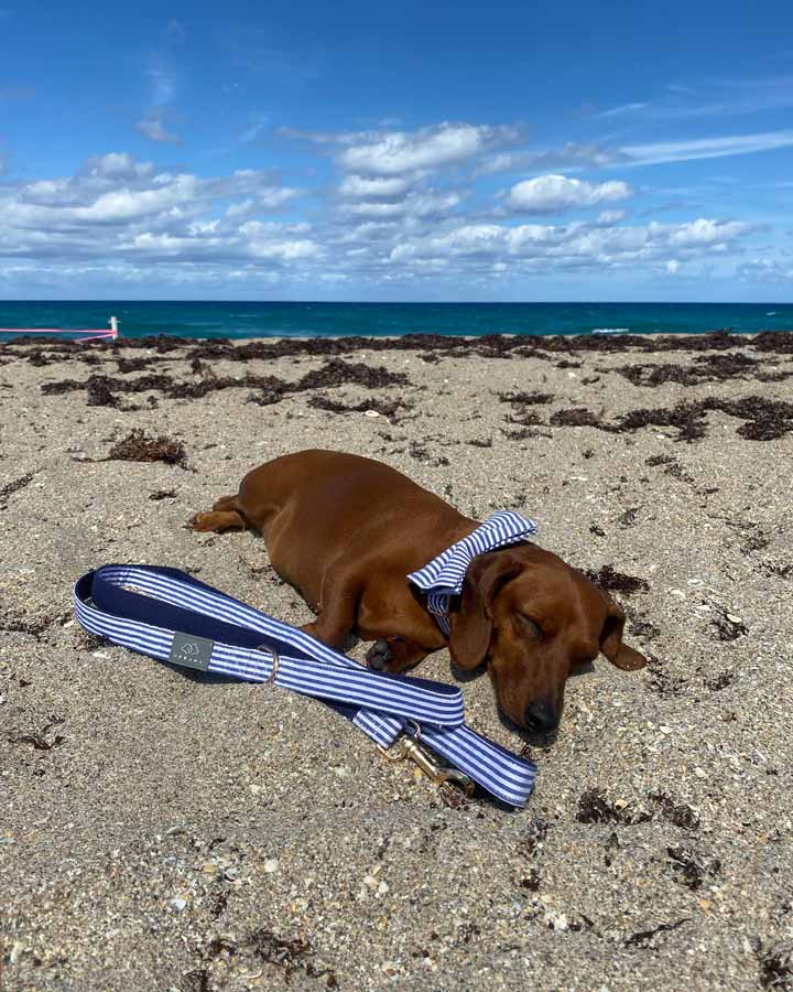 Riviera Beach Dog Collar - Urbana Pet Boutique