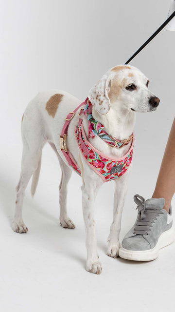 Pampa Skinny Dog Lead Petalo – Beau Outfitters