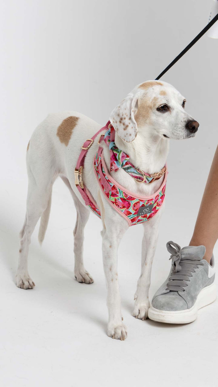 Watermelon_Dog Harness_Urbana Pet Boutique